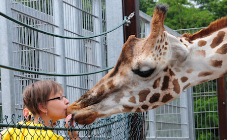 Giraffe