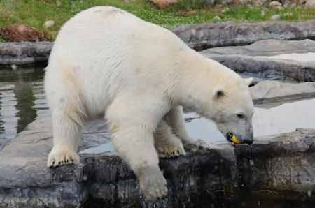 B&auml;r
