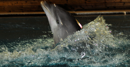 Delphin
